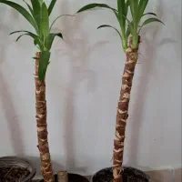 تعدادی گل آپارتمانی|گل و گیاه طبیعی|محمدشهر, سیدآباد|دیوار