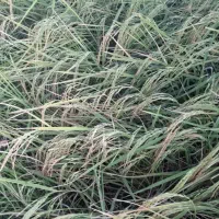 برنج سالم پیش فروش