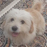 فروشی|سگ|شیروان (خراسان), |دیوار