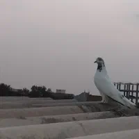 دوعدد کبوتر تکپر پرشی ..