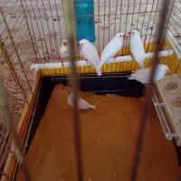 تعدادی فنج دانه ۱۴۰ هزار|پرنده|هشتگرد, فاز ۷ مهستان|دیوار