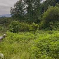 فروش زمین پلاک یک جنگل متل قو