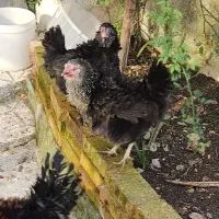 مرغ و خروس فِر