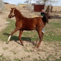 اسب|اسب و تجهیزات اسب‌سواری|خرمدشت, |دیوار