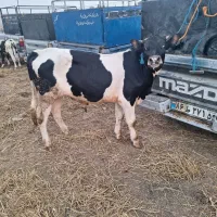 سیمینتال نر