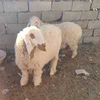 گوسفند کابر مری