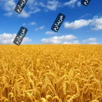 زمین کشاورزی