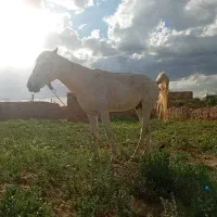 حیوانات  اسب
