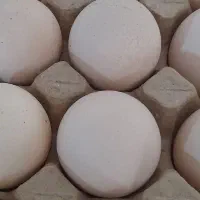 تخم مرغ لاری|حیوانات مزرعه|شیراز, مسلم|دیوار