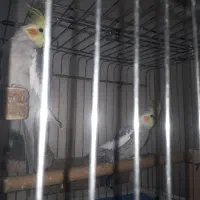 فروش دو عدد عروس نر