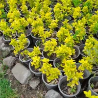 شمشاد طلایی با کیفیت