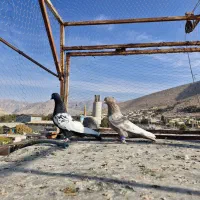 کبوتر|پرنده|سیدان, |دیوار