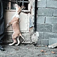 سگ دورگه پیتبول سرابی|سگ|کرمانشاه, |دیوار