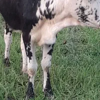 گاوسالم|حیوانات مزرعه|احمدسرگوراب, |دیوار