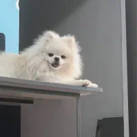 گمشده نژاد پامر|حیوانات|کرمان, |دیوار