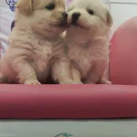 سگ عروسکی|سگ|شیراز, سینما سعدی|دیوار