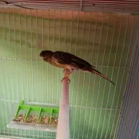 قناری نروماده اماده