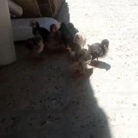 مرغ و جوجه دوهفته