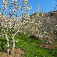 ۳۱۶ متر زمین|فروش زمین و ملک کلنگی|آبعلی, |دیوار