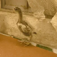 جوجه اوشامو|حیوانات مزرعه|صباشهر, |دیوار