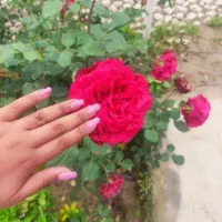 استخدام خانم موجه