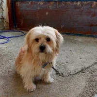 سگ شیتزو شناسنامه دار و میکرو چیپ دار|سگ|نمین, |دیوار