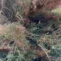 خار شتری