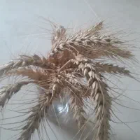 گندم درجه یک