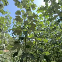 قلمه|گل و گیاه طبیعی|میاندوآب, |دیوار