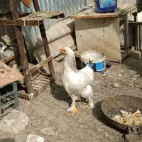 مرغ خروس جوان تازه به تخم اومدن|حیوانات مزرعه|مشهد, حجاب (شهرک غرب)|دیوار