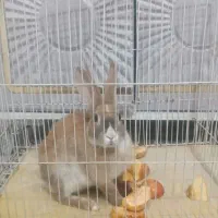 خرگوش اروم اروم