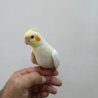عروس هلندی