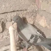 کفتر مسافتی|پرنده|صابری, |دیوار