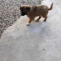 سگ پاکوتاه|سگ|گنبد کاووس, |دیوار