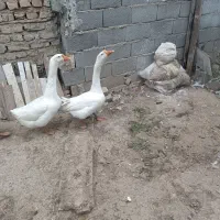 قوغاز نر لیندا