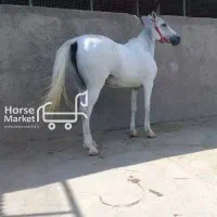 اسب مادیون ترک عشایری باقیمت مناسب