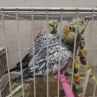 یک جفت عروس هلندی