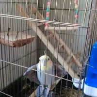 عروس هلندی|پرنده|کوهدشت, |دیوار