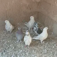 کفتر یا کبوتر