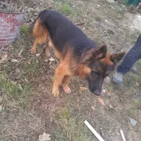 ژرمن شپرد سالم|سگ|کلاردشت, |دیوار