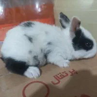 بچه خرگوش ناز و گوگولی