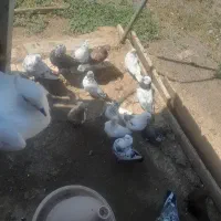 کفتر|پرنده|ارشق, |دیوار