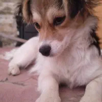 اشپیدز ماده