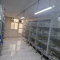 استخدام نظافتچی