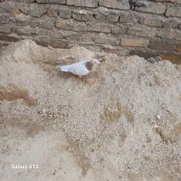 کبوتر|پرنده|کبودرآهنگ, |دیوار