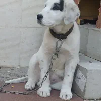 سگ.|سگ|گنبد کاووس, |دیوار