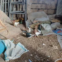 ‌کبوتر به قیمت مناسب. سالم و واسکن خورده