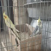 عروس هلندی|پرنده|تهران, مسعودیه|دیوار