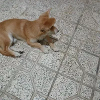 سگ پاکوتاه معاوضه باپرنده
