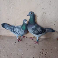 تعدادی کبوتر